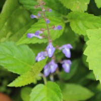 Scutellaria